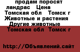 продам поросят ландрас › Цена ­ 5 000 - Томская обл., Томск г. Животные и растения » Другие животные   . Томская обл.,Томск г.